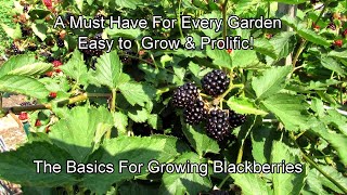 The Basics for Growing Erect Variety Blackberries Prolific Delicious amp Great for Containers [upl. by Yliak118]