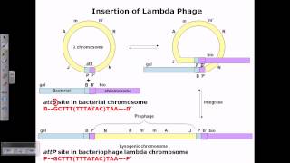 Lysogenic cycle of lambda phage [upl. by Beane]