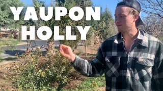 Yaupon Holly  A Plant Introduction [upl. by Ietta]