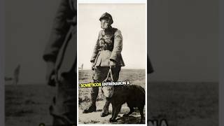 Los Perros Antitanques Soviéticos Segunda Guerra Mundial historias guerra history ww2 milit [upl. by Eneryc]