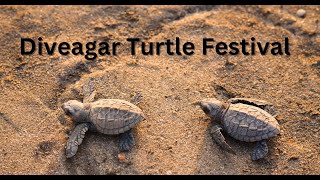 Diveagar Turtle Festival Short Documentary [upl. by Enelime]