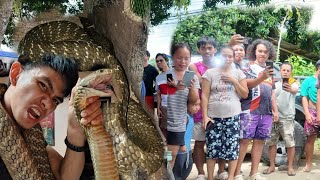 MAMAW SA LAKI NG KING COBRA SA TAGKAWAYAN QUEZON PTAY SA TKLAW [upl. by Amein]