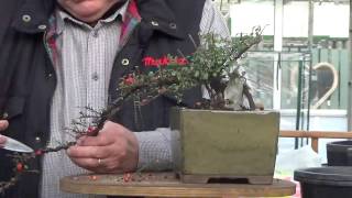 Quick Style Bonsai  Christmas Cotoneaster [upl. by Grata]