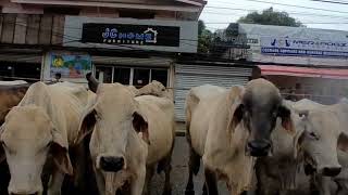 Cattle Drive 2023  Rodeo Masbateño [upl. by Azenav564]