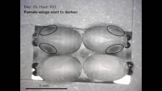 Tsetse Fly Development from Pupa to Adult [upl. by Tapes860]