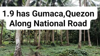 Vlog75 19 Has Gumaca Quezon Along National Road farming farmlotforsale realty [upl. by Aicekan]