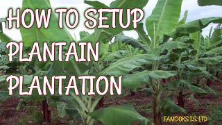 How to set up Plaintain Plantation Part 1 [upl. by Had]