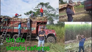 Desarrollo de raíces y crecimiento inicial en el cultivo de caña [upl. by Catton]