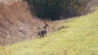 Muntjac Deerwmv [upl. by Andrej]