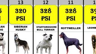 Top 25Dog Bite Force PSI  Comparison [upl. by Luane]