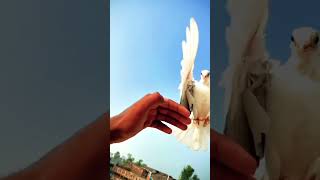 On love kabutar pigeon animals pigeonlover animallover kabutarbazi shorts youtubeshorts op [upl. by Lekcim]