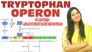 TRYPTOPHAN OPERON Easiest ExplanationMolecular BiologyTRP operonCsirnetgateiitjammscbscphd [upl. by Barbra]