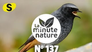 CHANTS DOISEAUX LEÇON 4 No 137 [upl. by Abisha543]