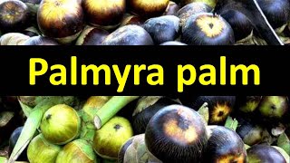 How to grow Palmyra Palm Borassus flabellifer [upl. by Tima]