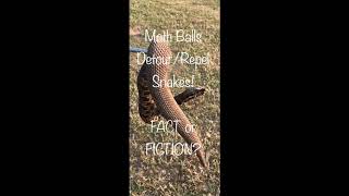 Moth Balls DetourRepel Snakes Fact or Fiction [upl. by Sioled]