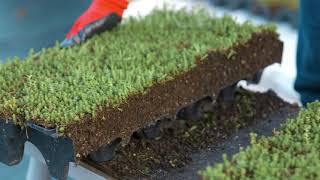 How To Install a Modular Green Roof [upl. by Sirod]