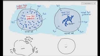 25 Polysaccharides Starch Amylose Amylopectin Glycogen amp Cellulose Cambridge A Level Bio [upl. by Zeba]