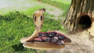 Mother King Cobra Building The Nest And Laying Eggs Sucess [upl. by Lindsey760]