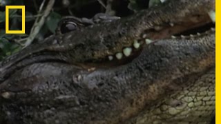 Alligator Water Dance  National Geographic [upl. by Ruperto903]