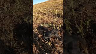 drahthaar quail huntingmemories huntingdog killshot huglu მწყერი ნადირობა [upl. by Langan]