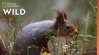 Red Squirrels Steal Acorns  Wild Nordic [upl. by Elohcan]