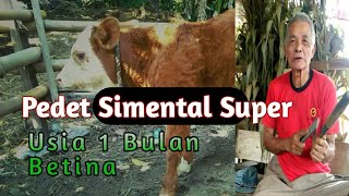 Pedet Simental Usia 1 Bulan  Kandang Sapi Ndeso [upl. by Crandall667]