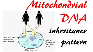 Mitochondria  Structure amp Function ppt [upl. by Keyte]