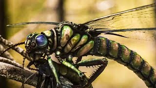 What Caused the Extinction of Giant Insects  Full Documentary [upl. by Esirehc]