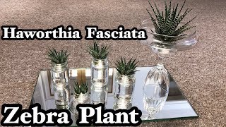 HAWORTHIA FASCIATA ZEBRA PLANT [upl. by Gavrila]