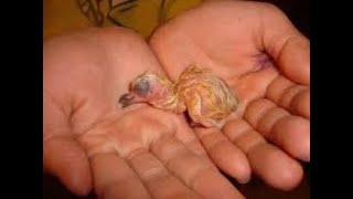 How to hand Feed one day baby pigeon [upl. by Aeli]