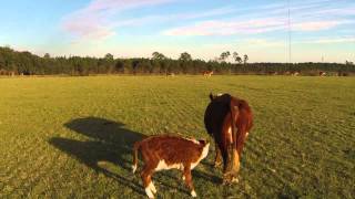 Herding Cattle with a Drone [upl. by Normie275]