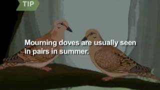 How to Identify Birds The Mourning Dove [upl. by Sladen]