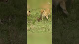 A Battle of Unequals How a Fearless Mongoose Faced Three Lions in a Tense Encounter [upl. by Irpak]