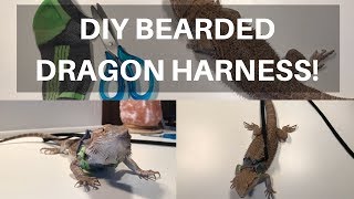 DIY Bearded DragonSmall Pet Harness  BEARDED DRAGONS FIRST WALK [upl. by Hilleary]