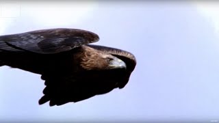 Golden Eagle vs Hare  Deadliest Showdowns  BBC Earth Explore [upl. by Ardnwahs636]