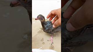 Hand feeding amp AB tablet feeding pigeon kabutar birds birdspecies [upl. by Margherita877]