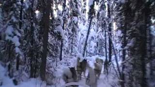 Dog Sledding with Alaskan Malamutes [upl. by Anirbac]