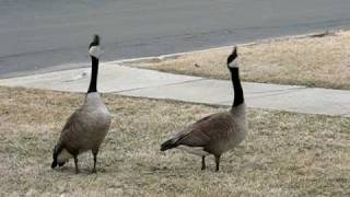 Canada Geese Honking amp Flying Off [upl. by Cyprio]