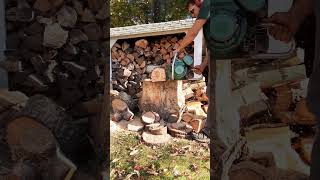 1959 Homelite BUZ chainsaw cutting a pine log [upl. by Clarance]