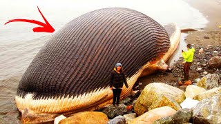 Top 10 biggest animals in the world by their size [upl. by Ermengarde]