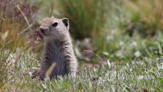 Prairie Dogs The Barking Rodents [upl. by Sholem]