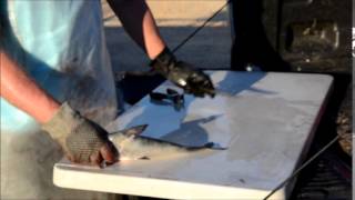 How to Skin a Catfish in Less Than 20 Seconds [upl. by Piks]