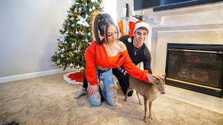 SURPRISING MY WIFE WITH A BABY REINDEER [upl. by Alimat]