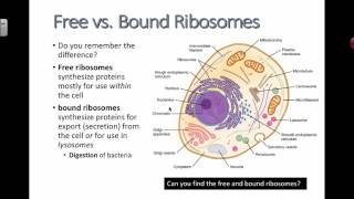 Free vs Bound Ribosomes 2016 IB Biology [upl. by Nimajaneb]