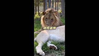 潑皮雄獅 這個雄獅不講武德，被母獅送走了解說版動物世界神奇動物在這裡 看動物世界品百味人生 內容啟發搜索 獅子 [upl. by Cayla]