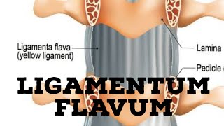 Ligamentum flavum [upl. by Blaze]