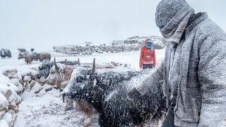 Migration of the Changthang Nomads  Living with the Changpas of Ladakh  56 [upl. by Waddington]