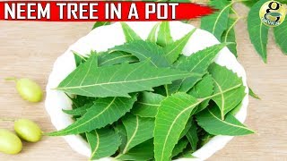 NEEM TREE IN POT CARE and GROWTH TIPS on Neem Plant at Home [upl. by Nila]