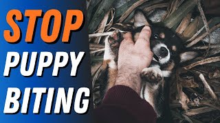 How To STOP Puppy Biting [upl. by Elijah]