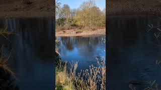 gainfordpetservices gainford rivertees ukautumn [upl. by Sissel]